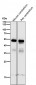 Anti-PAX6 Rabbit Monoclonal Antibody